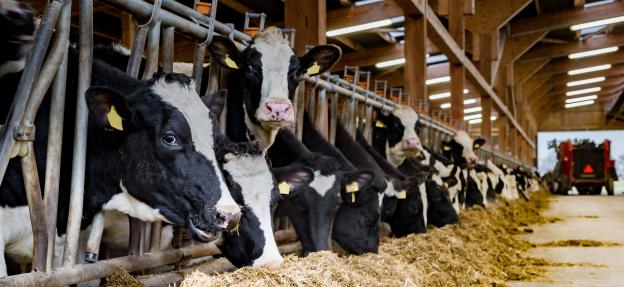 How to choose the right stable lighting?